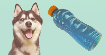 can dogs drink gatorade