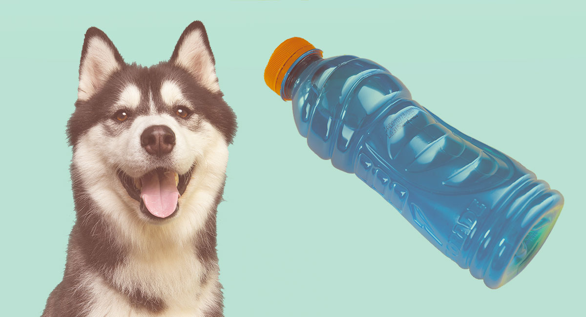 does electrolyte water bad for dogs