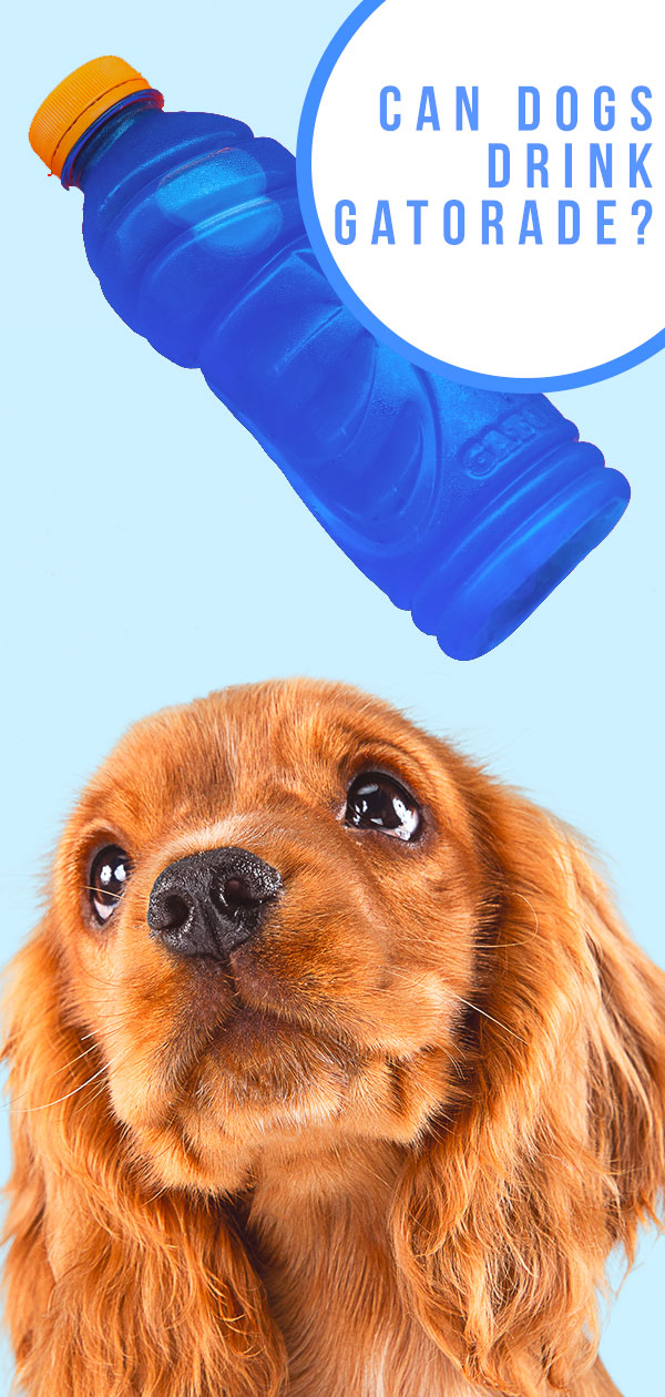 does electrolyte water bad for dogs