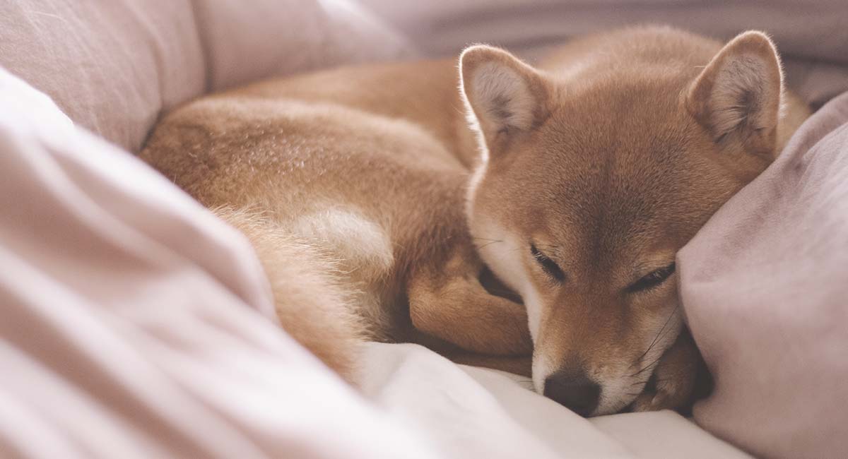 Japanese Dog Names Over 200 Dog Names Inspired By Japan