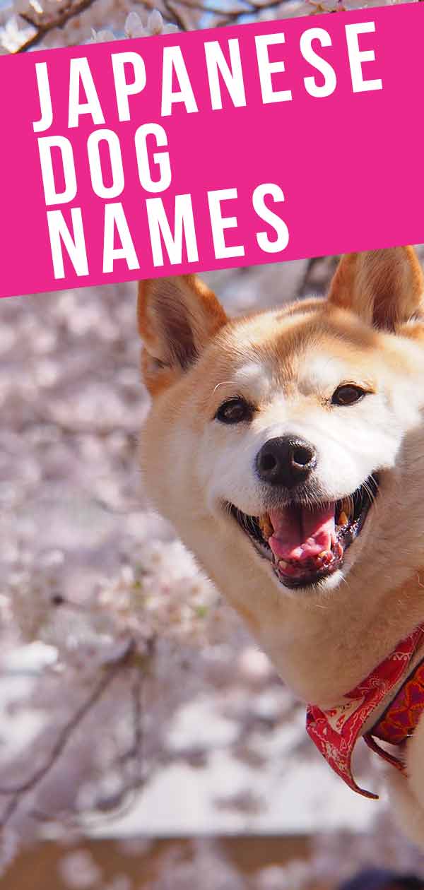 japanese dog names