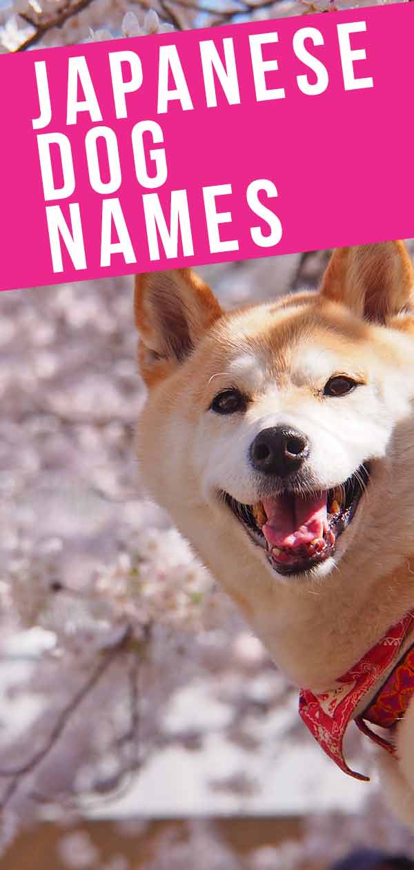 Japanese Dog Names Over 200 Dog Names Inspired By Japan