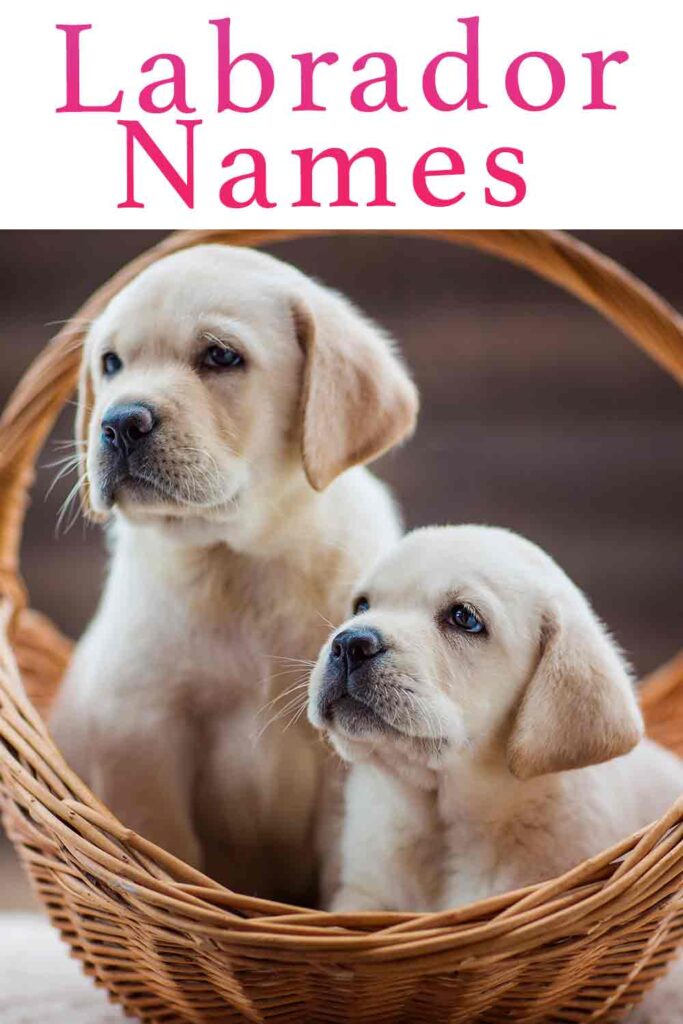 Labrador Names - Over 300 Yellow, Black and Chocolate Lab Names