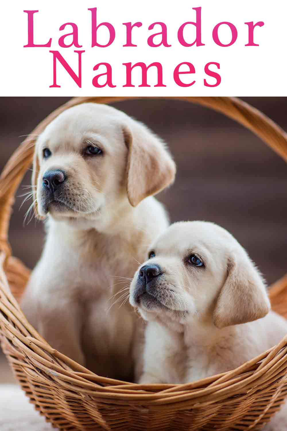 Cute labrador best sale puppy names