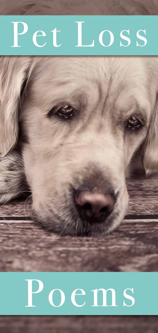 Pet Loss Poems Poems To Help Heal And Comfort Your Loss