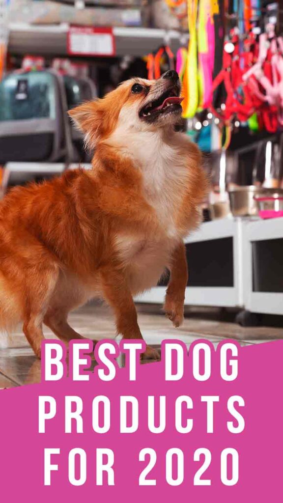 dog looks at harnesses and other dog products