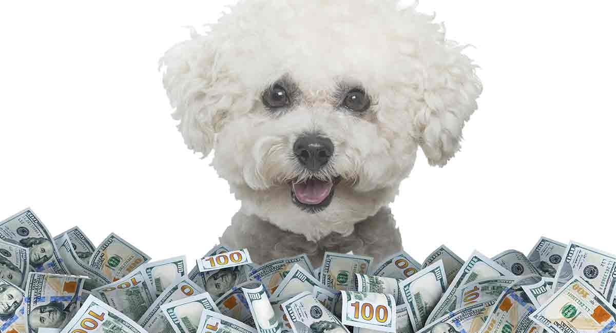 Bichon Frise Price How Much Does This Teddy Bear Dog Cost