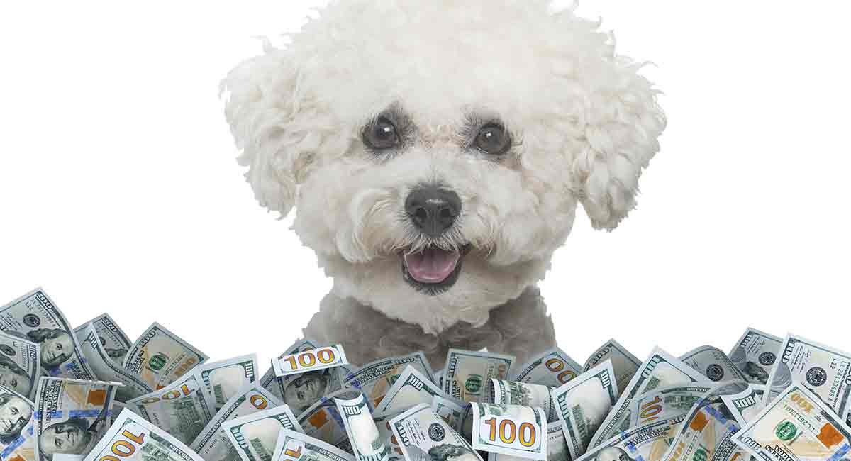 how much do bichon poodles cost