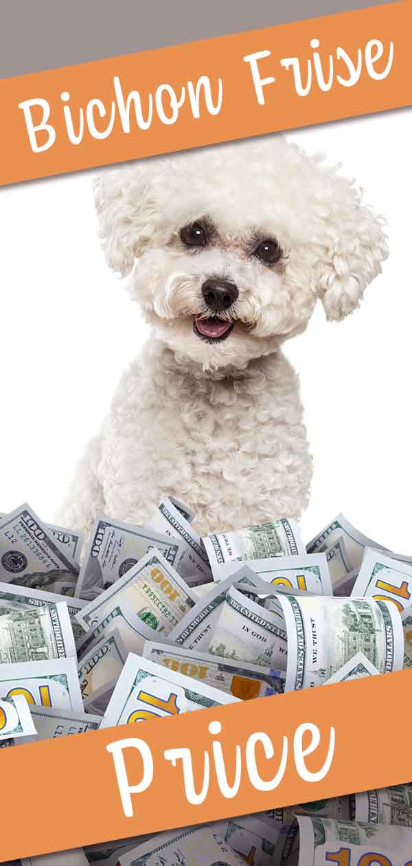 how much does a bichon frise puppy cost