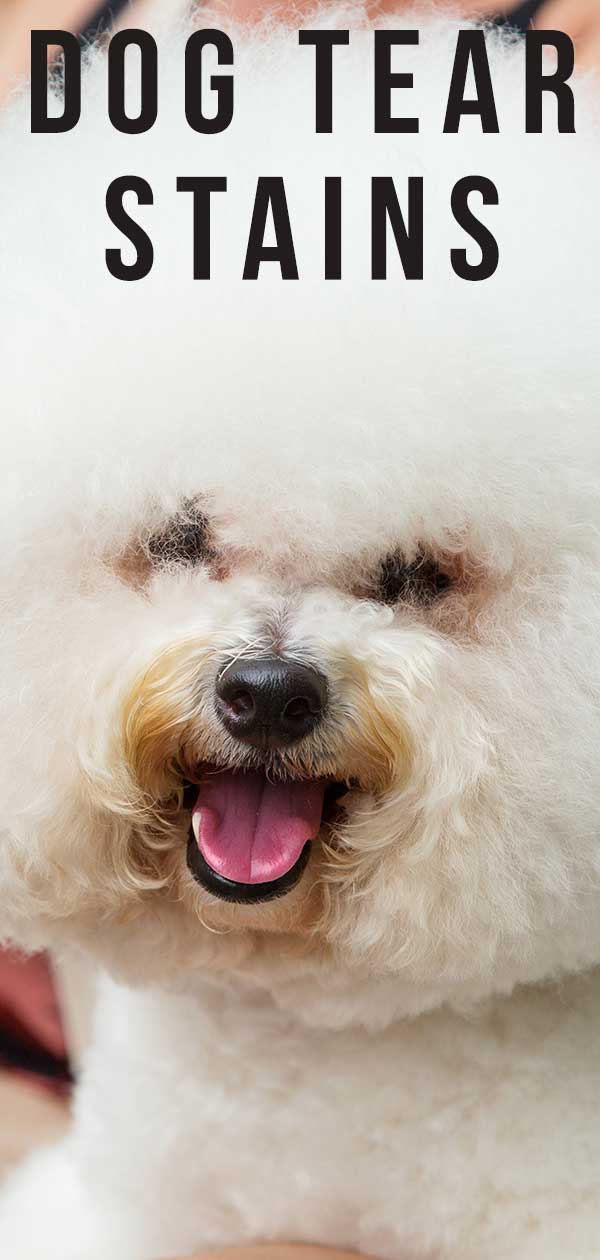 best way to get rid of tear stains on dog