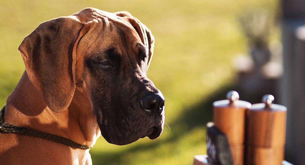 brown spotted great dane puppy