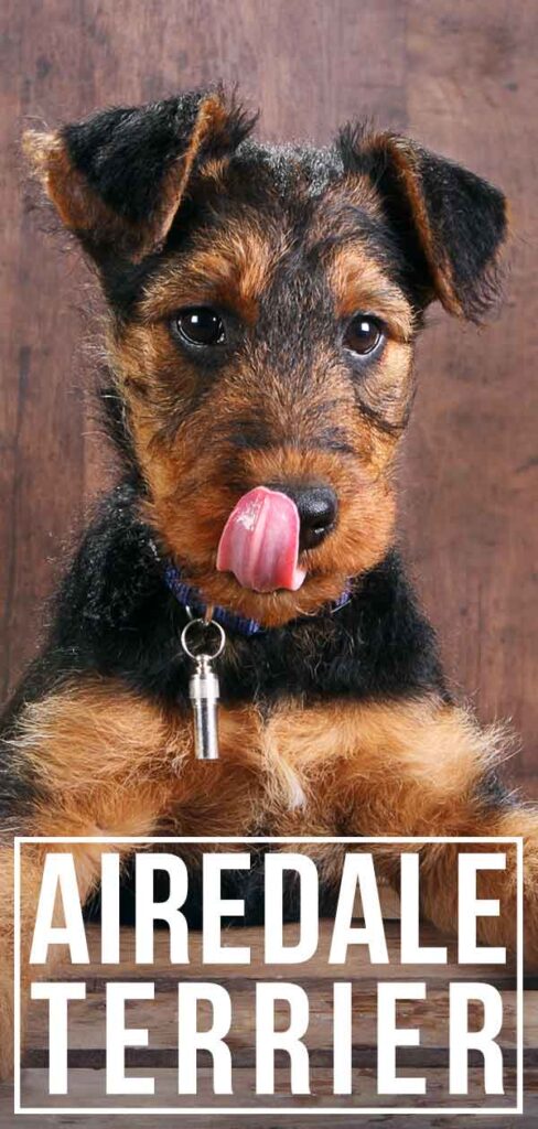 Airedale 