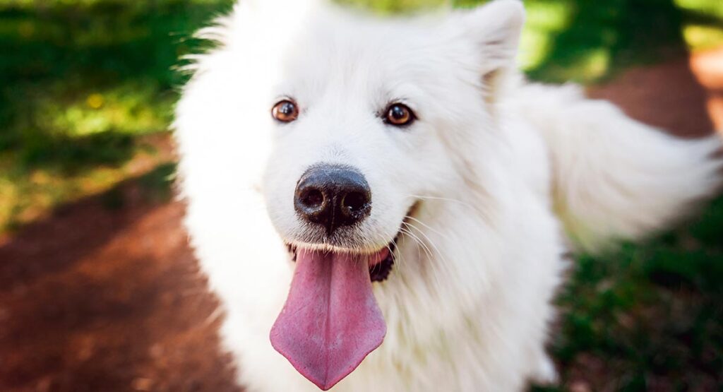 55+ Giant Samoyed Size