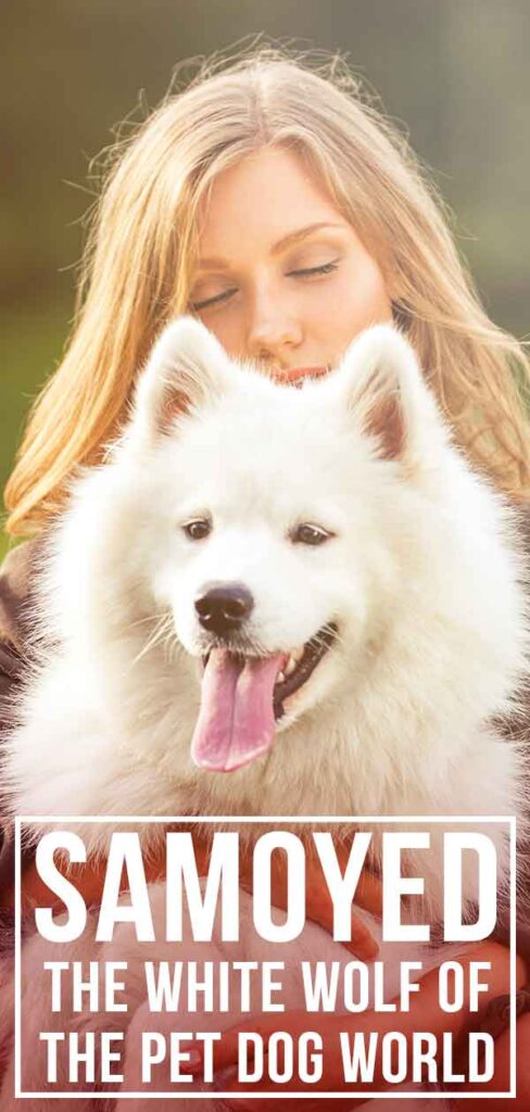 Samoyed Dog Breed Information Center - The White Wolf Guide