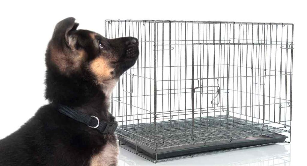 big lots dog crate