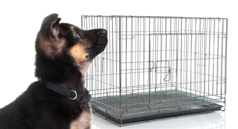 What Size Crate For A German Shepherd The Best Options For Big Dogs what-size-crate-for-a-german-shepherd-the-best-options-for-big-dogs