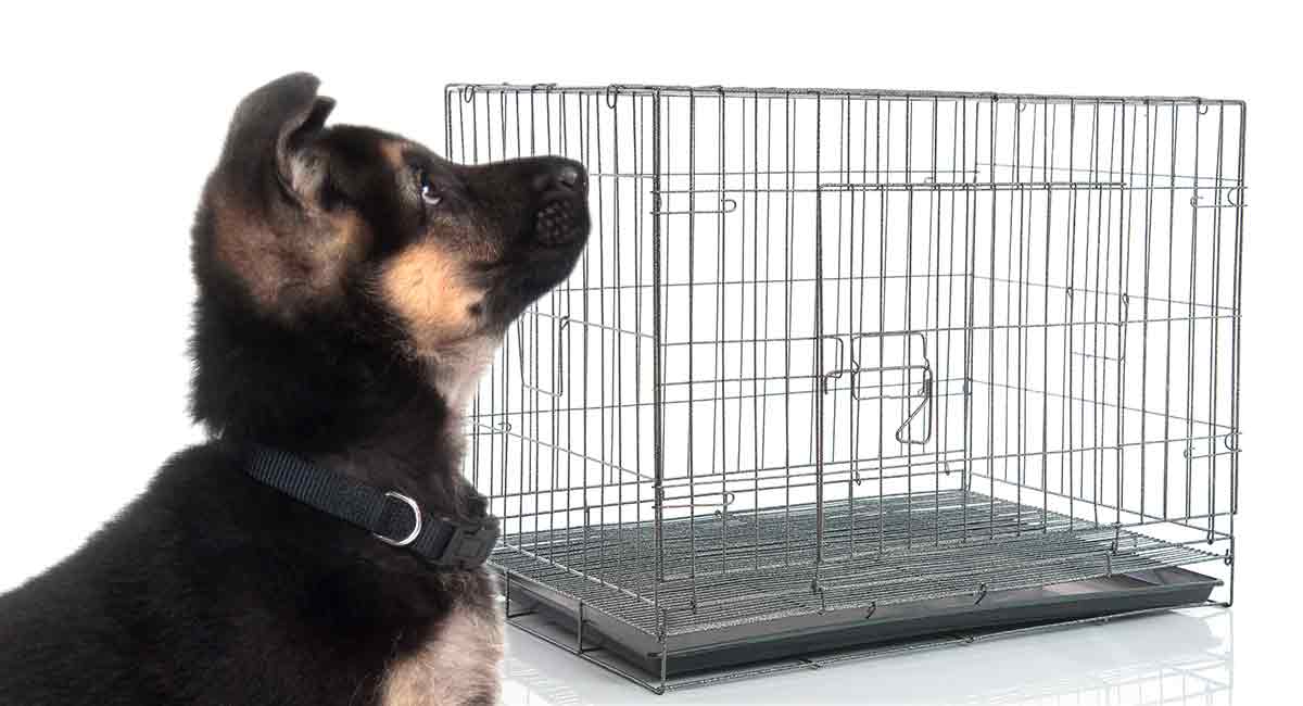 can a german shepherd fit in a large crate