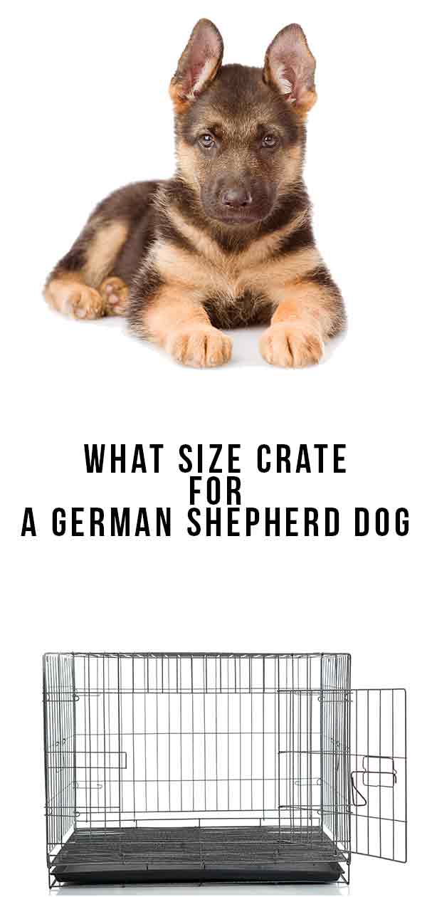 can a german shepherd fit in a large crate