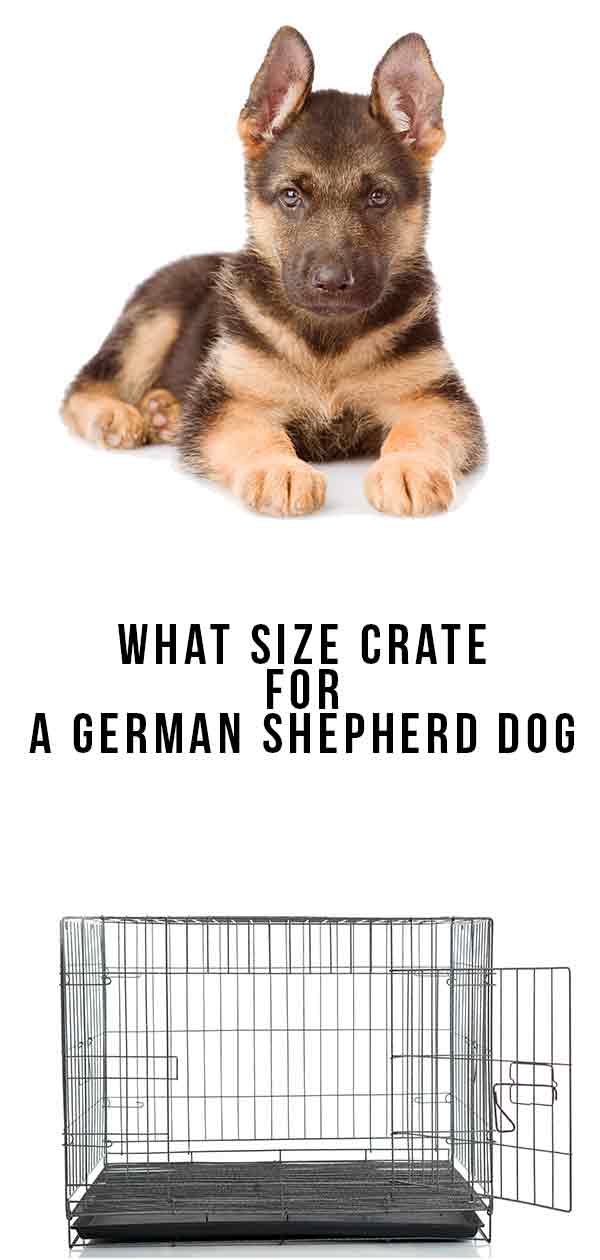 What Size Crate For A German Shepherd The Best Options For Big Dogs