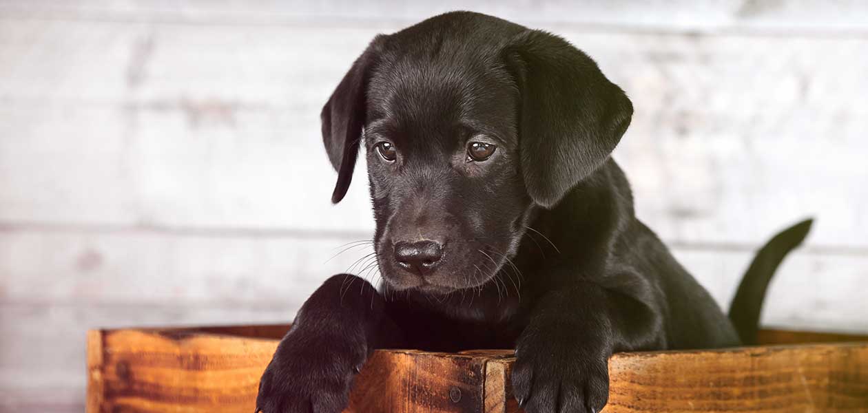 small black furry dog