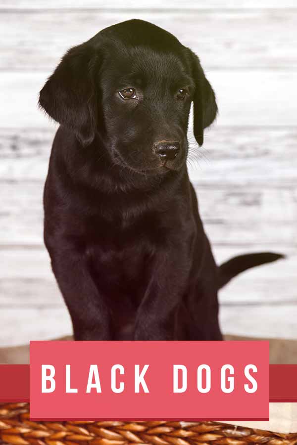 black shiny dog