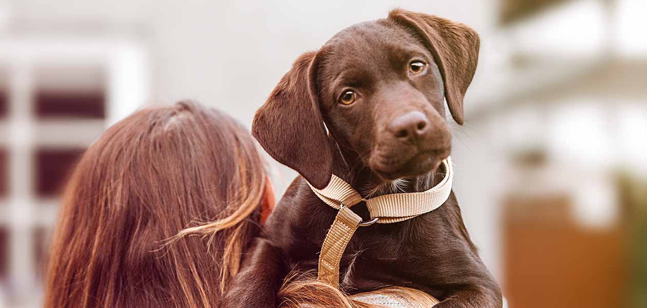 Brown Dogs - The Top 20 Brown Dog Breeds That You'll Love