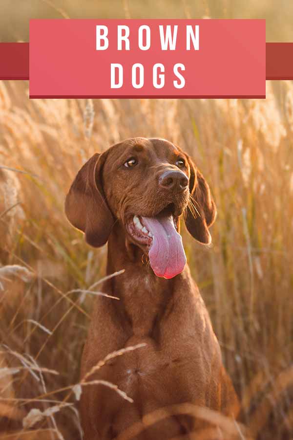 Brown Dogs The Top 20 Brown Dog Breeds That You Ll Love