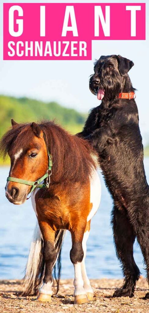 are giant schnauzers good with other dogs