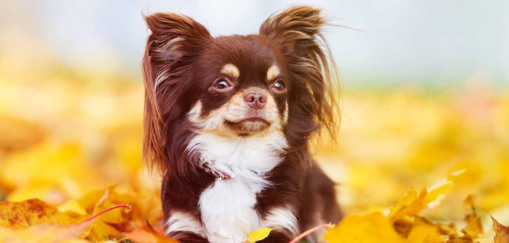 long haired brown tan and white chihuahua sitting in autumn leaves