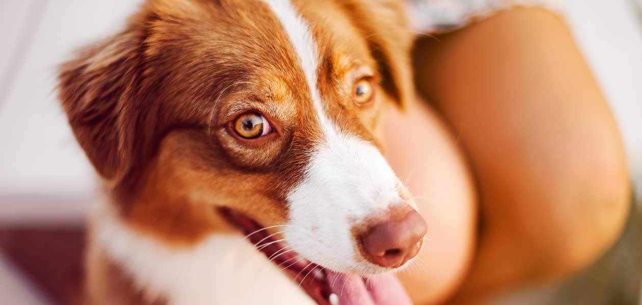 Red Dog Breeds - 20 Striking Examples 