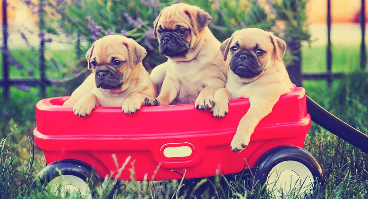 retro pug puppies