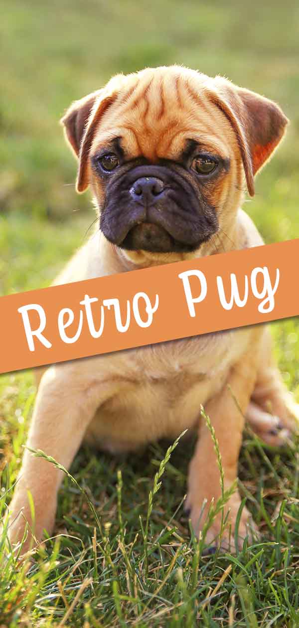 retro pug