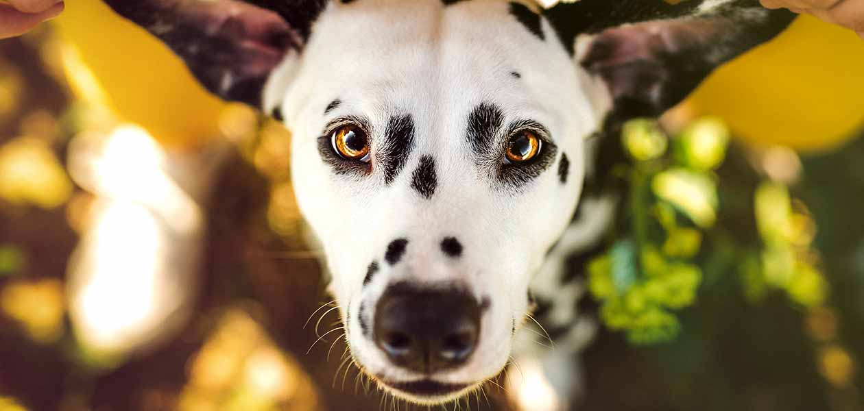 Red Dog with White Spots