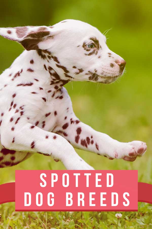 spotted dog breeds
