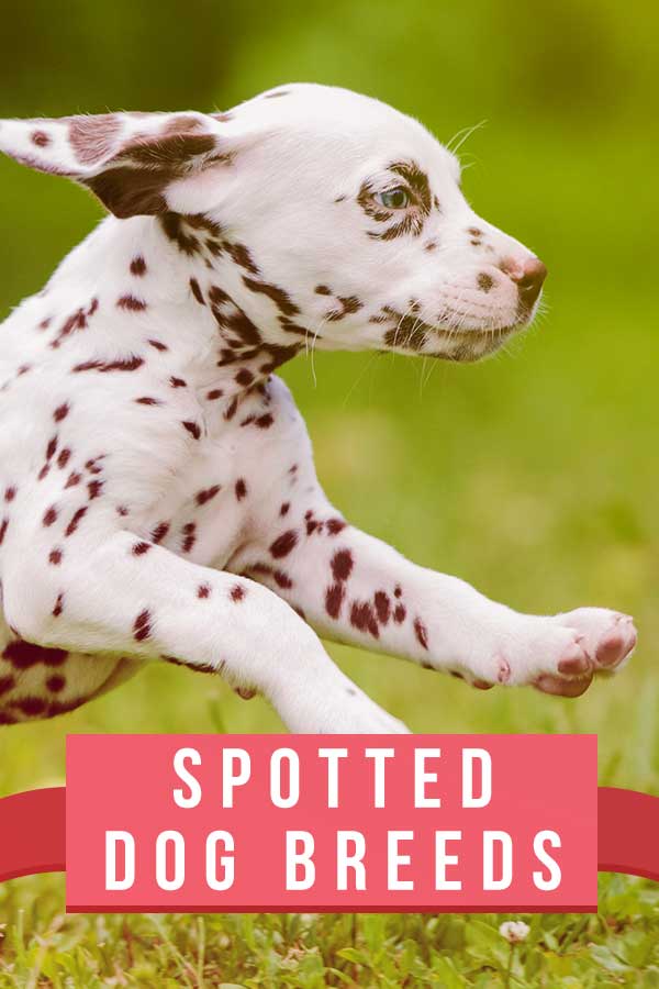 Dog breeds hot sale with spotted bellies