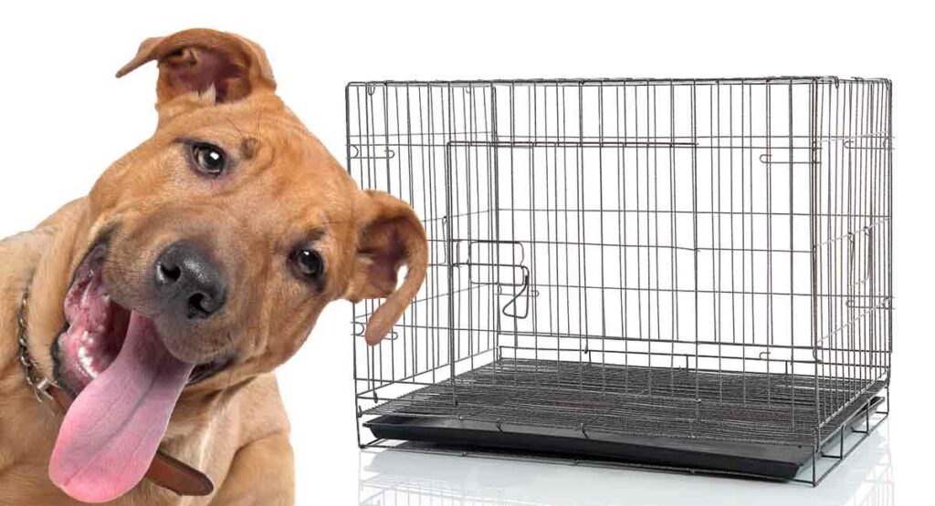 pitbull cages and kennels