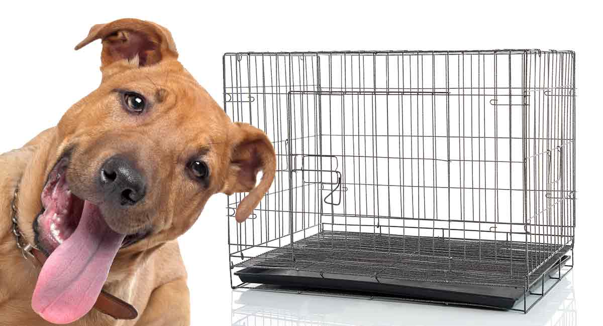 Best cage sale for pitbull