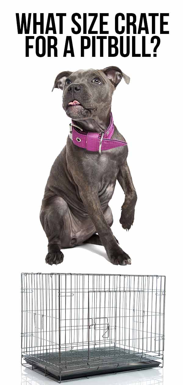 What size dog outlet crate for a pitbull