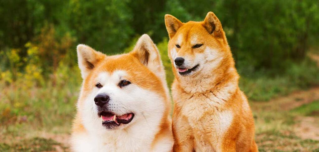 shiba inu and other dogs