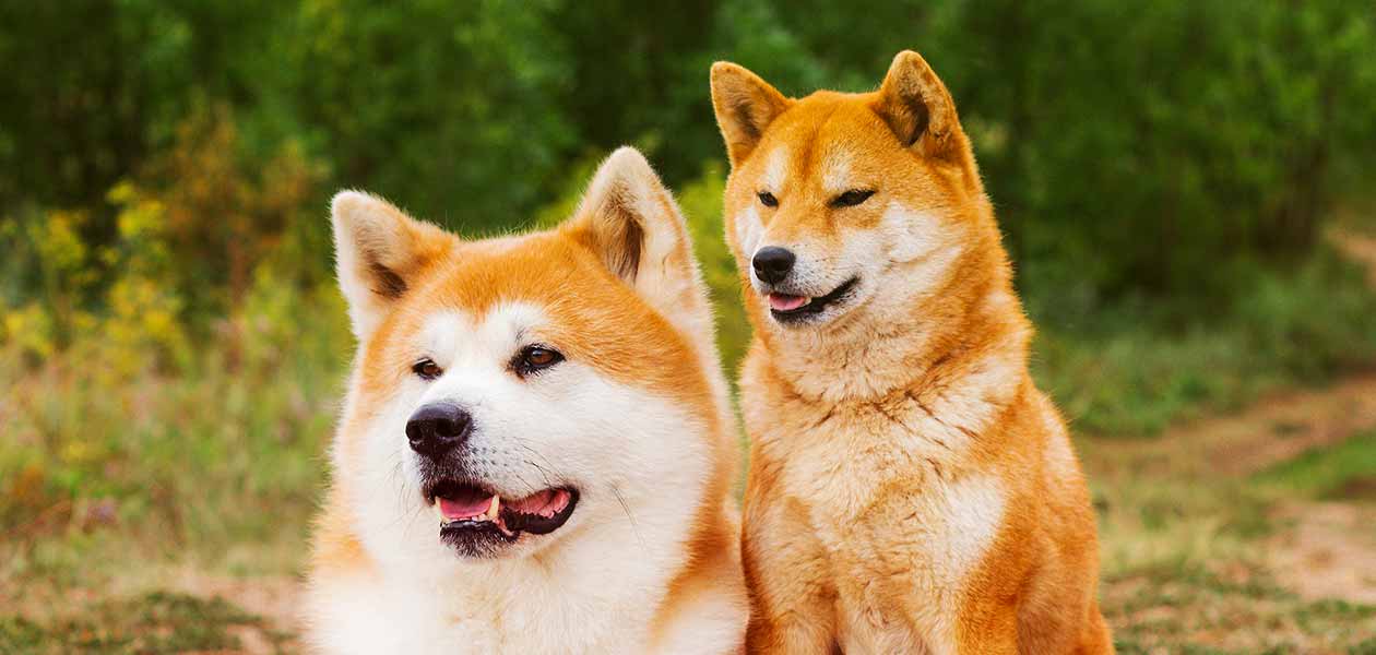 how much does a japanese akita cost