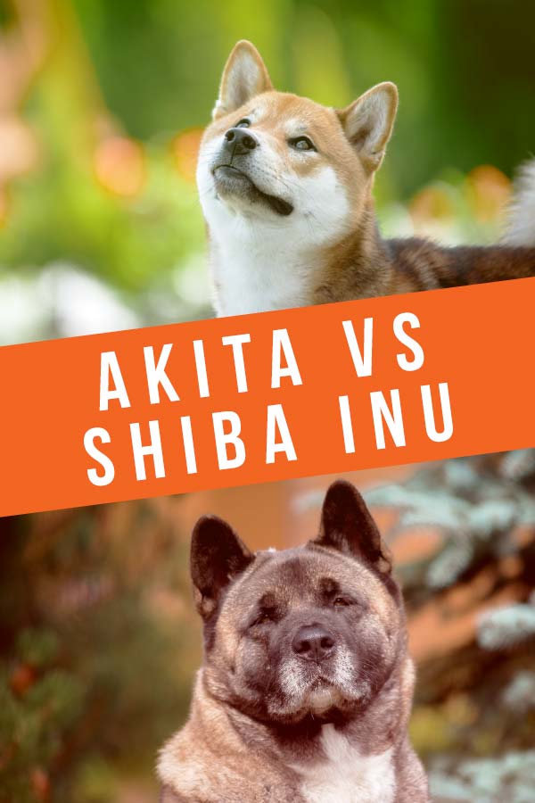 what is the history of shiba inu