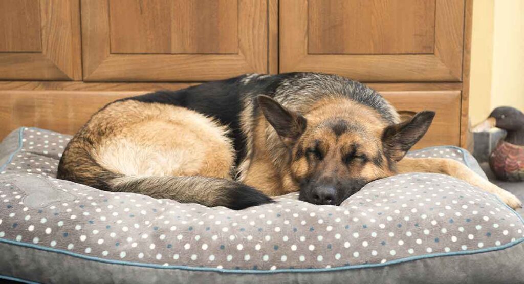 Best Dog Bed For German Shepherd Puppies, Adults And Seniors