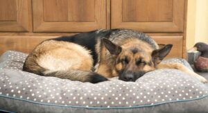 german shepherd dog bed