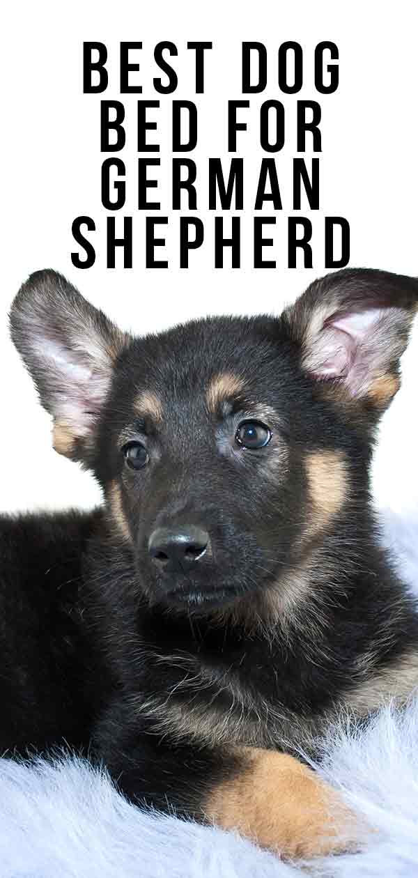 best dog bed for german shepherd dogs