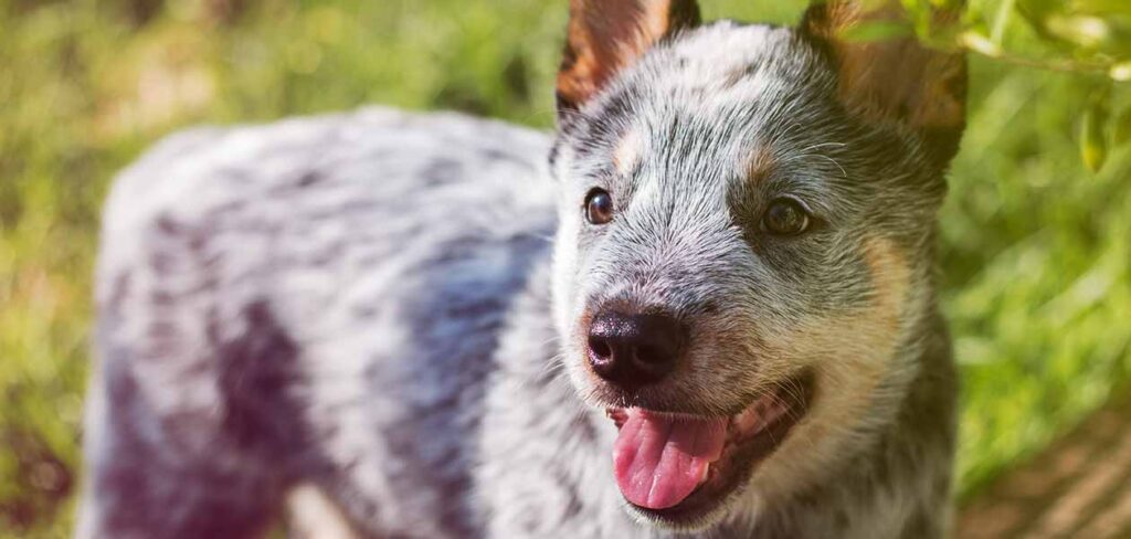 blue hair dog