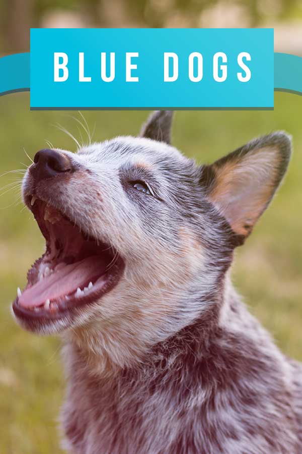 blue dog breeds