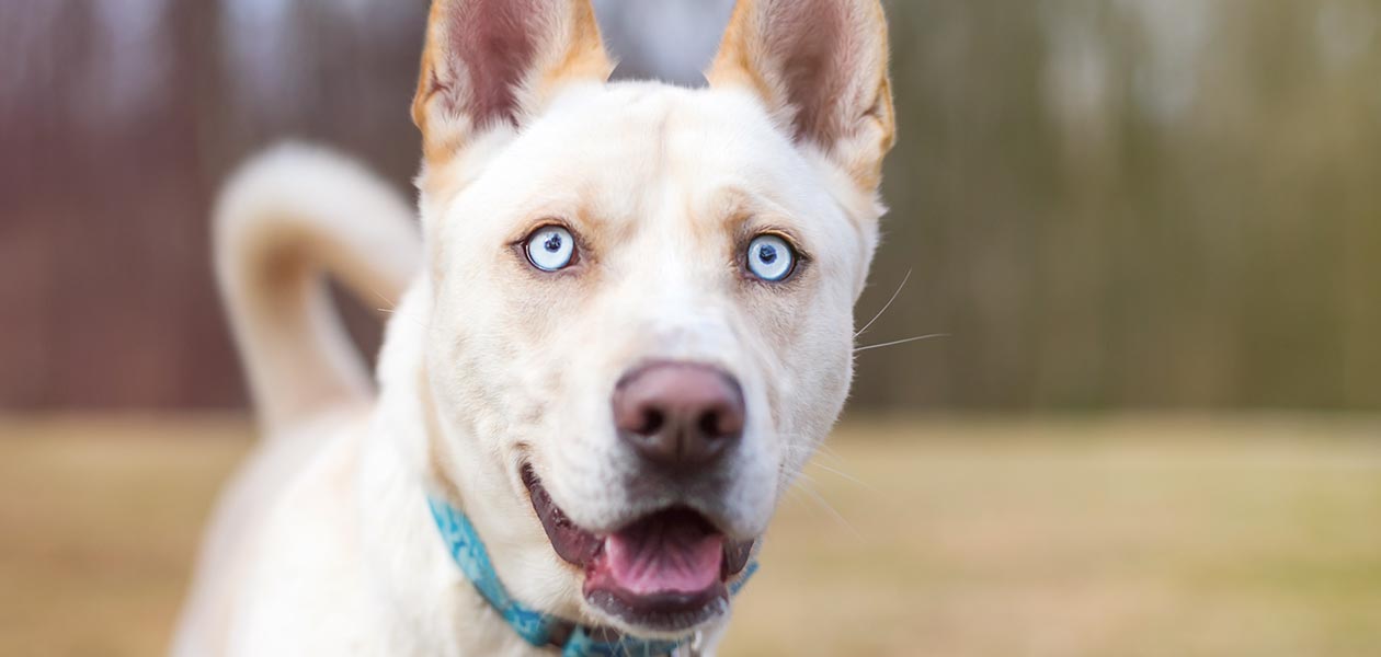 Cream Dogs Discover 15 Lovely Dogs In Subtle Shades