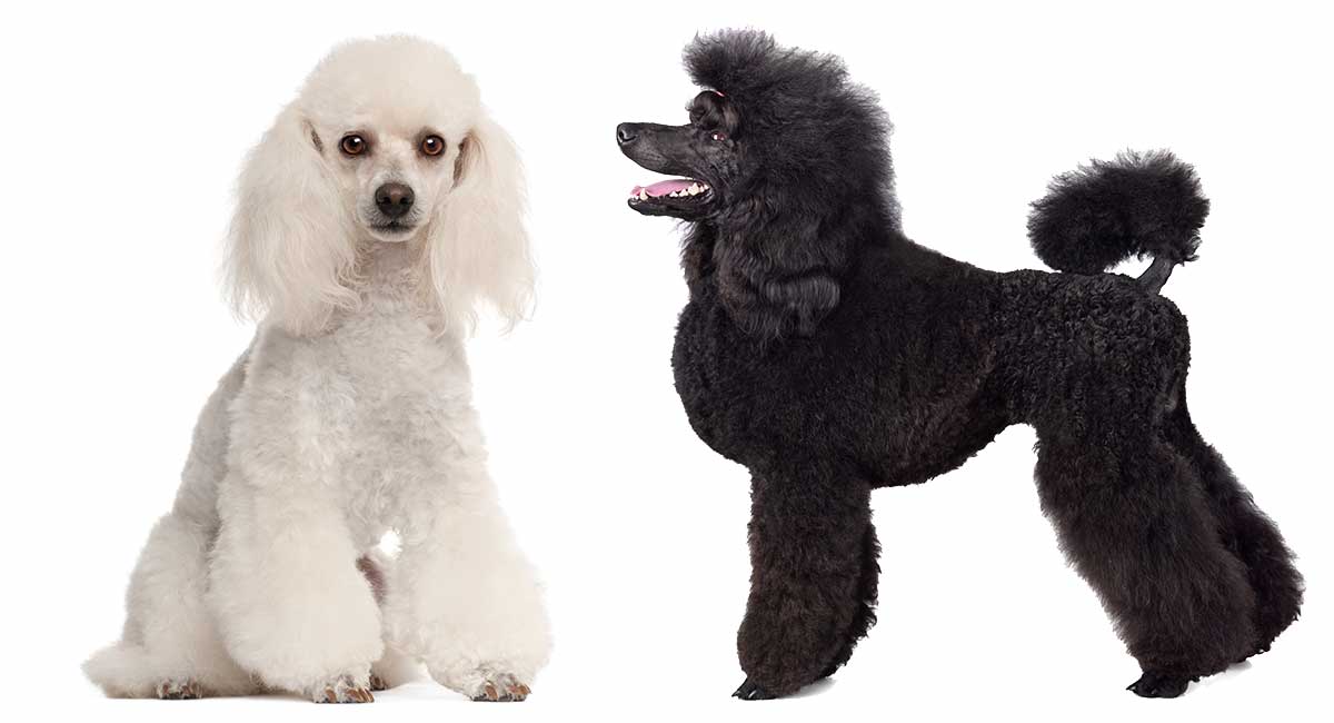 types of poodles