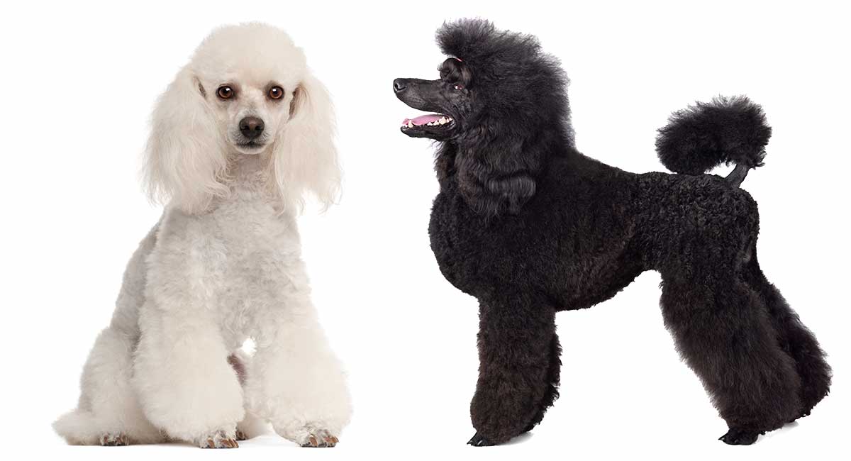 Miniature standard outlet poodle