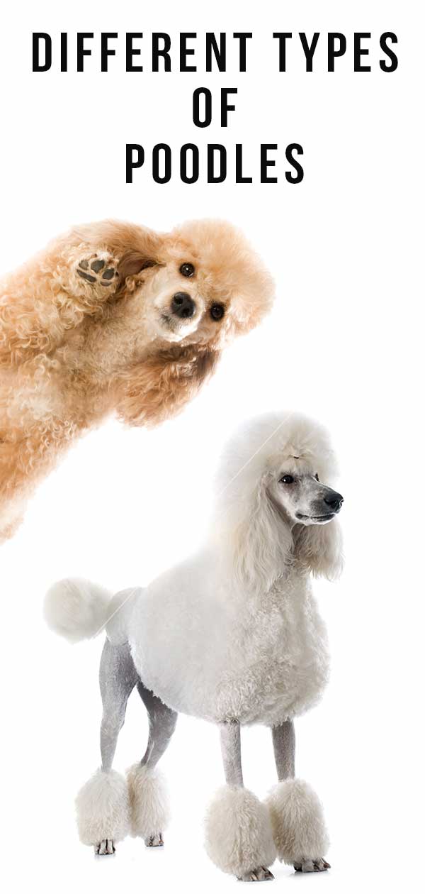 3 types hot sale of poodles